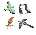 Image birds